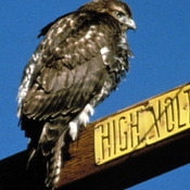 Rough-legged Hawk